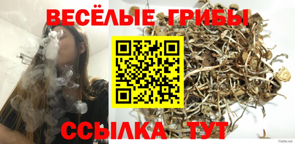 Карачаевск  Псилоцибиновые грибы ЛСД  Вход с VPN 